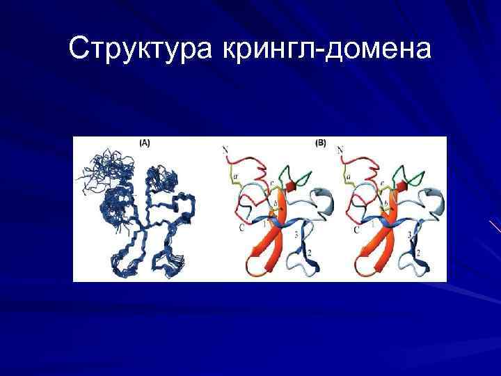 Структура крингл-домена 