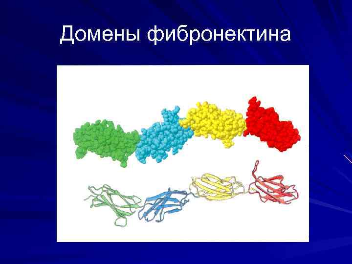Домены фибронектина 