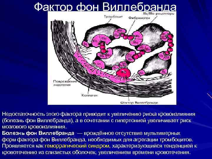 Фактор фон Виллебранда Недостаточность этого фактора приводит к увеличению риска кровоизлияния (болезнь фон Виллебранда),