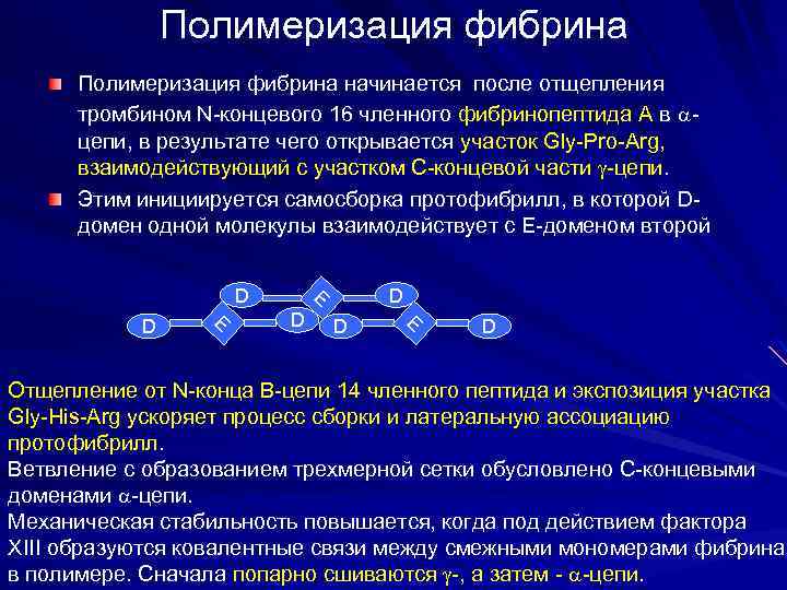 Полимеризация фибрина начинается после отщепления тромбином N-концевого 16 членного фибринопептида А в цепи, в