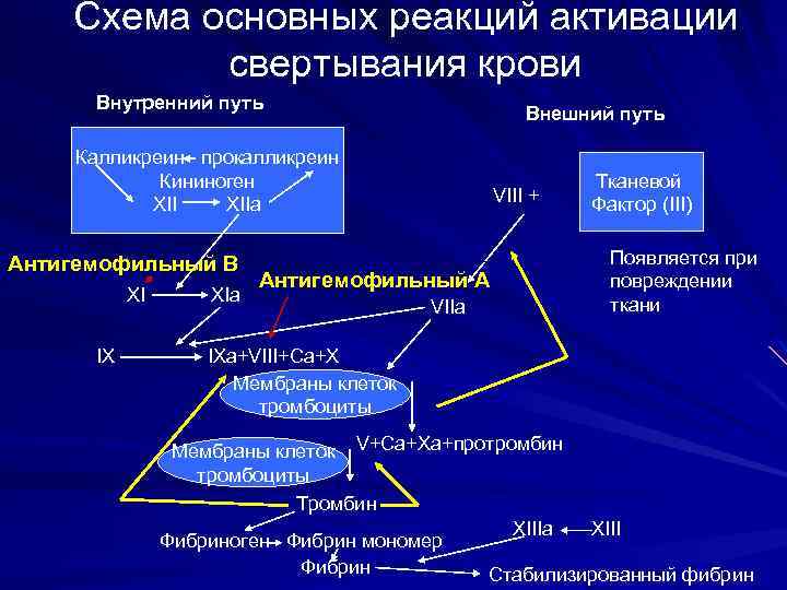 Схема основных реакций активации свертывания крови Внутренний путь Внешний путь Калликреин прокалликреин Кининоген XII