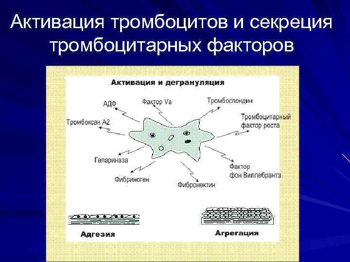 Активация тромбоцитов и секреция тромбоцитарных факторов 
