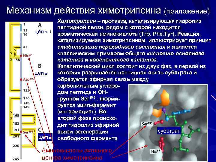 Механизм действия химотрипсина (приложение) цепь Химотрипсин – протеаза, катализирующая гидролиз пептидной связи, рядом с