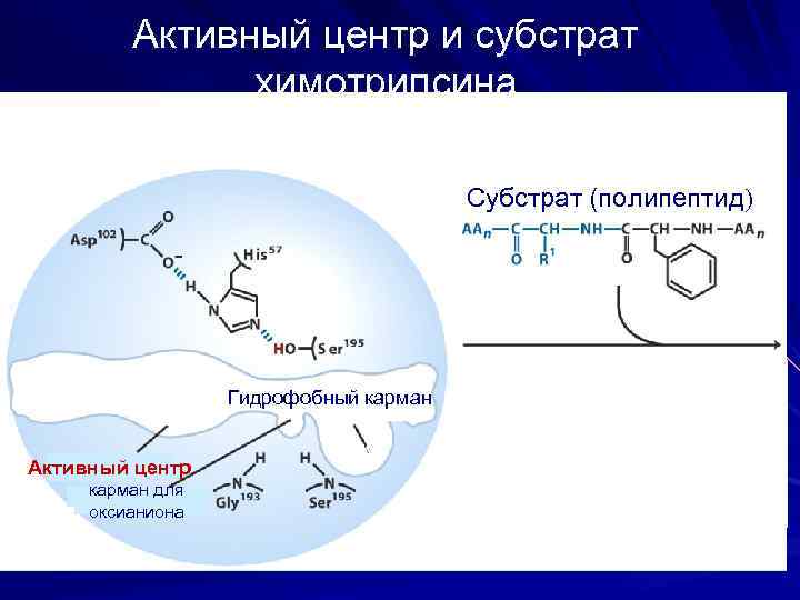 Активный центр и субстрат химотрипсина Субстрат (полипептид) Гидрофобный карман Активный центр карман для оксианиона