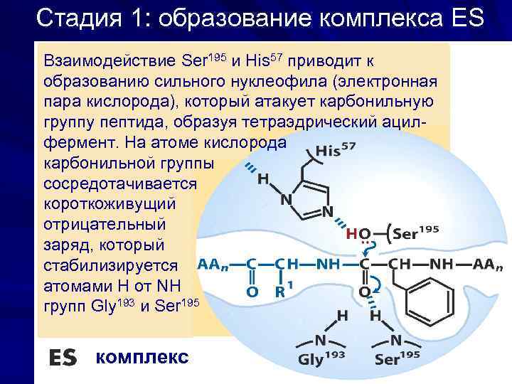 Стадия 1: образование комплекса ES Взаимодействие Ser 195 и His 57 приводит к образованию