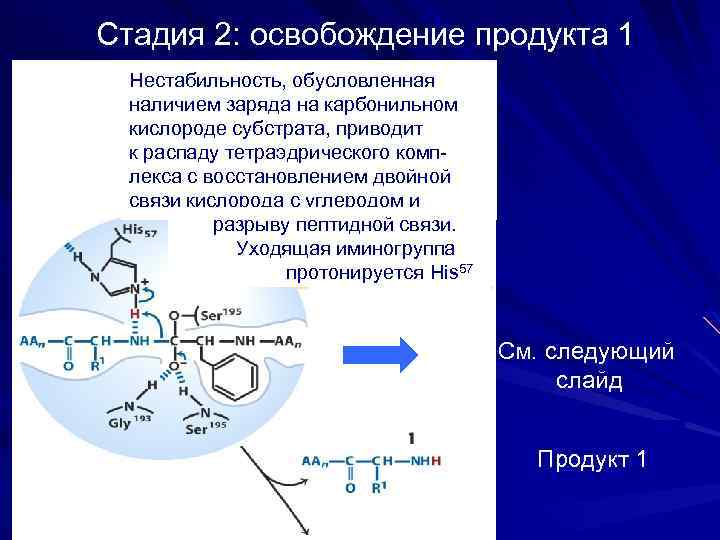 Стадия 2: освобождение продукта 1 Нестабильность, обусловленная наличием заряда на карбонильном кислороде субстрата, приводит