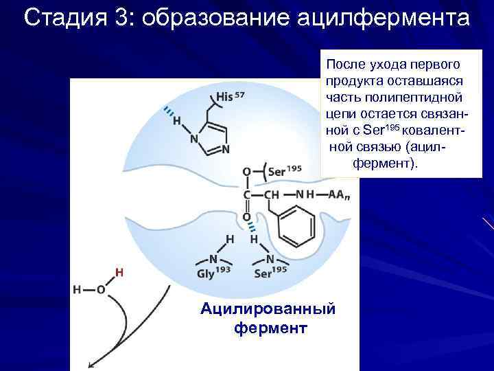 Стадия 3: образование ацилфермента После ухода первого продукта оставшаяся часть полипептидной цепи остается связанной
