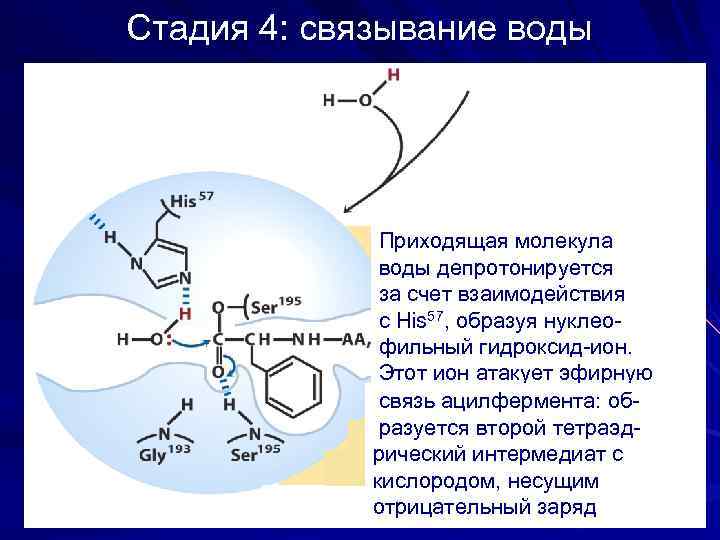 Стадия 4: связывание воды Приходящая молекула воды депротонируется за счет взаимодействия с His 57,