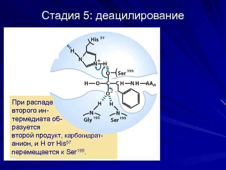 Стадия 5: деацилирование При распаде второго интермедиата об- разуется второй продукт, карбогидратанион, и Н