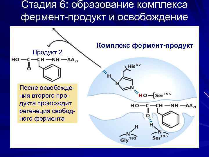 Стадия 6: образование комплекса фермент-продукт и освобождение продукта Продукт 2 После освобождения второго продукта