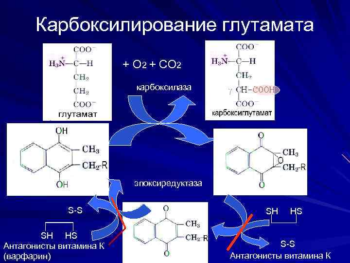 Карбоксилирование глутамата + О 2 + СО 2 карбоксилаза эпоксиредуктаза S-S SH HS Антагонисты
