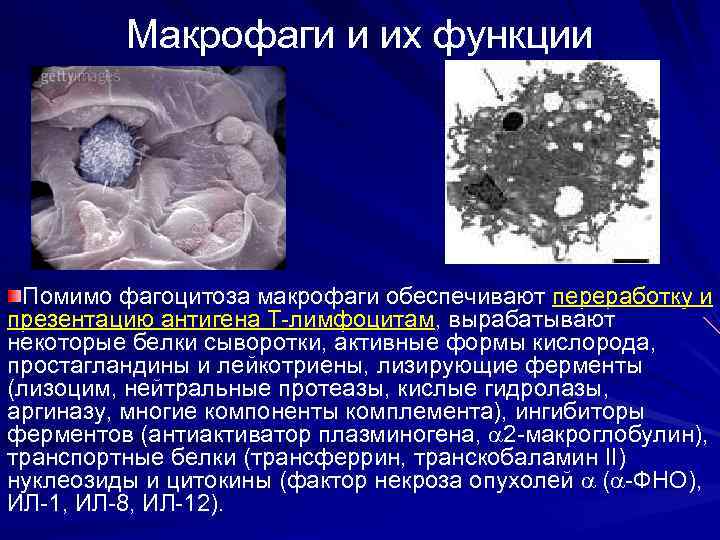 Макрофаги и их функции Помимо фагоцитоза макрофаги обеспечивают переработку и презентацию антигена T-лимфоцитам, вырабатывают