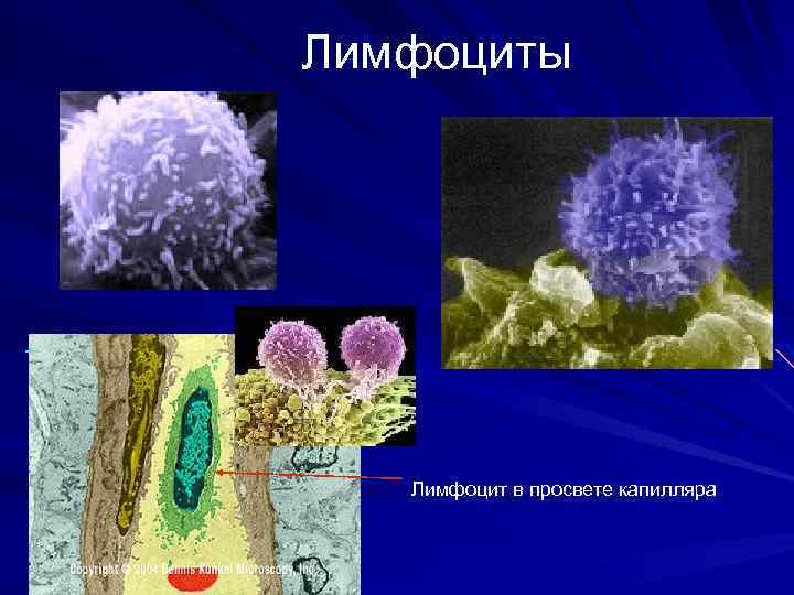  Лимфоциты Лимфоцит в просвете капилляра 