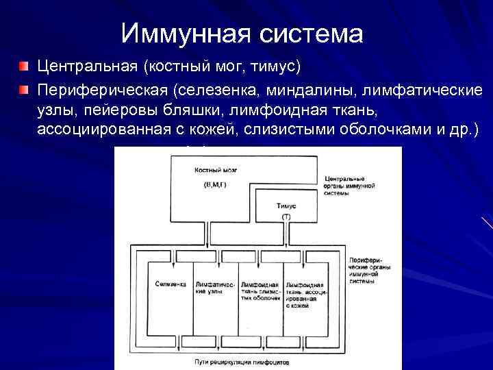 Иммунная система Центральная (костный мог, тимус) Периферическая (селезенка, миндалины, лимфатические узлы, пейеровы бляшки, лимфоидная