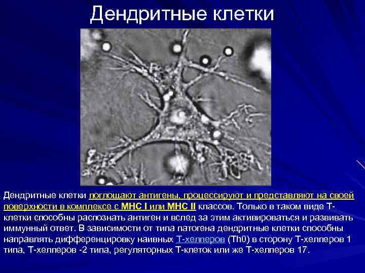 Дендритные клетки поглощают антигены, процессируют и представляют на своей поверхности в комплексе с MHC