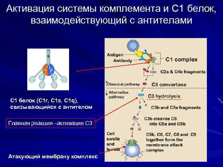 Активация системы комплемента и С 1 белок, взаимодействующий с антителами C 1 белок (С