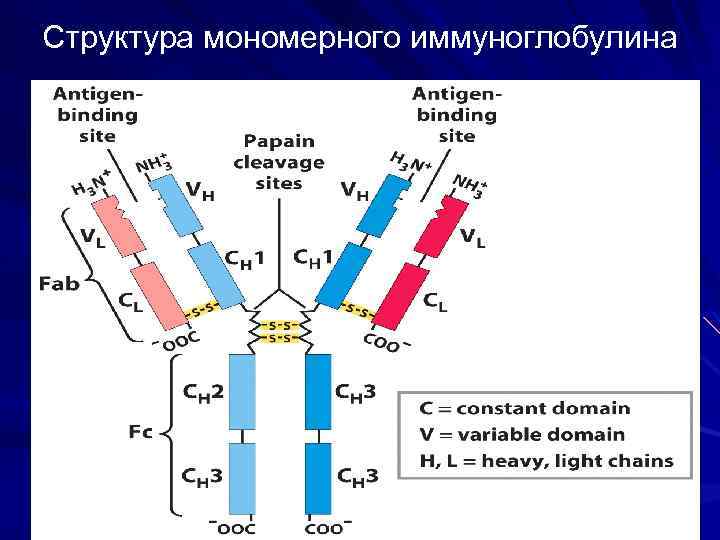 Структура мономерного иммуноглобулина 