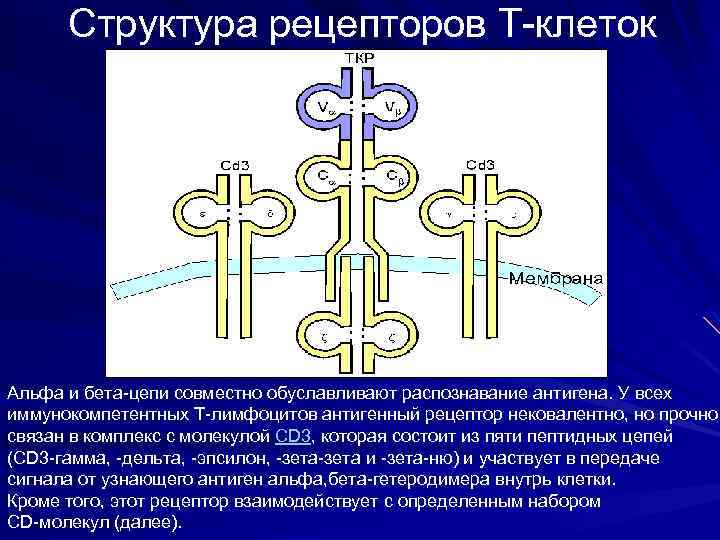 Структура рецепторов Т-клеток Альфа и бета-цепи совместно обуславливают распознавание антигена. У всех иммунокомпетентных T-лимфоцитов