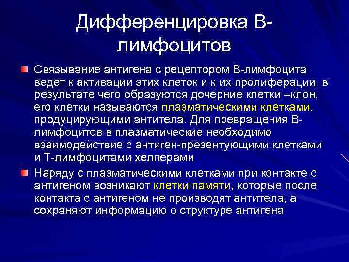 Дифференцировка Влимфоцитов Связывание антигена с рецептором В-лимфоцита ведет к активации этих клеток и к