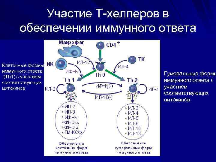 Участие Т-хелперов в обеспечении иммунного ответа Клеточные формы иммунного ответа (Th 1) c участием