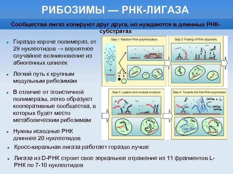 РИБОЗИМЫ — РНК-ЛИГАЗА Сообщества лигаз копируют друга, но нуждаются в длинных РНКсубстратах Гораздо короче