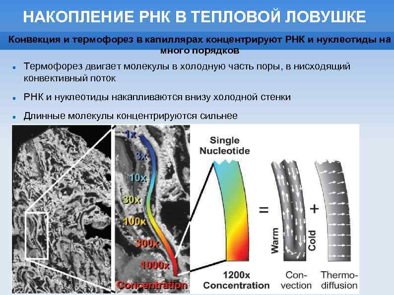 НАКОПЛЕНИЕ РНК В ТЕПЛОВОЙ ЛОВУШКЕ Конвекция и термофорез в капиллярах концентрируют РНК и нуклеотиды