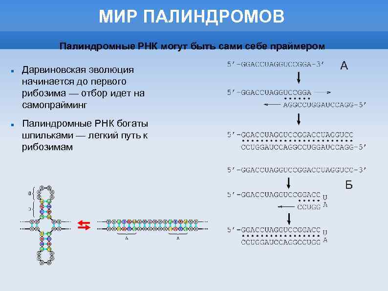 Установите нуклеотидную последовательность участка и рнк. Палиндромы и вторичную структуру ТРНК. Палиндромные последовательности ДНК И РНК. ТРНК палиндромные участки. Палиндром ТРНК.