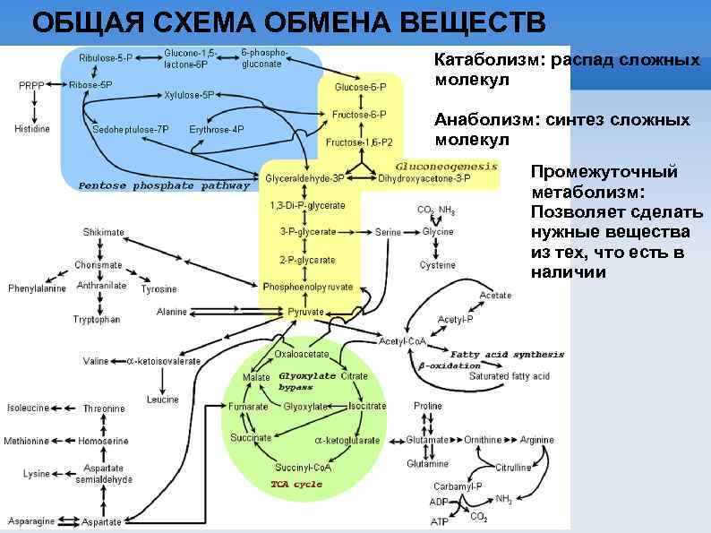 ОБЩАЯ СХЕМА ОБМЕНА ВЕЩЕСТВ Катаболизм: распад сложных молекул Анаболизм: синтез сложных молекул Промежуточный метаболизм: