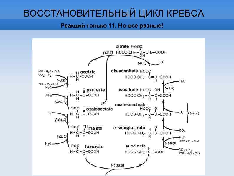 ВОССТАНОВИТЕЛЬНЫЙ ЦИКЛ КРЕБСА Реакций только 11. Но все разные! 