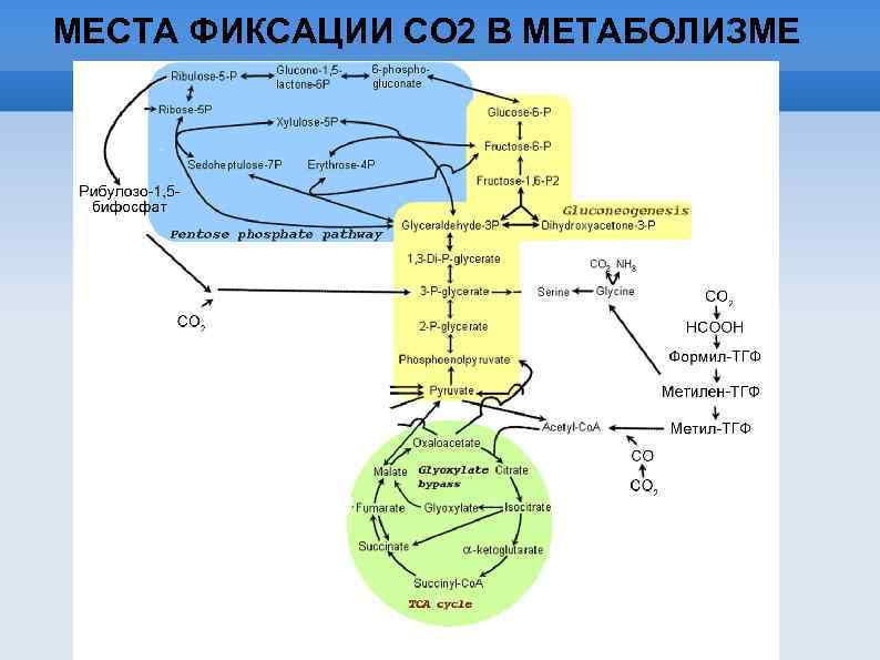 Рнк обмен веществ