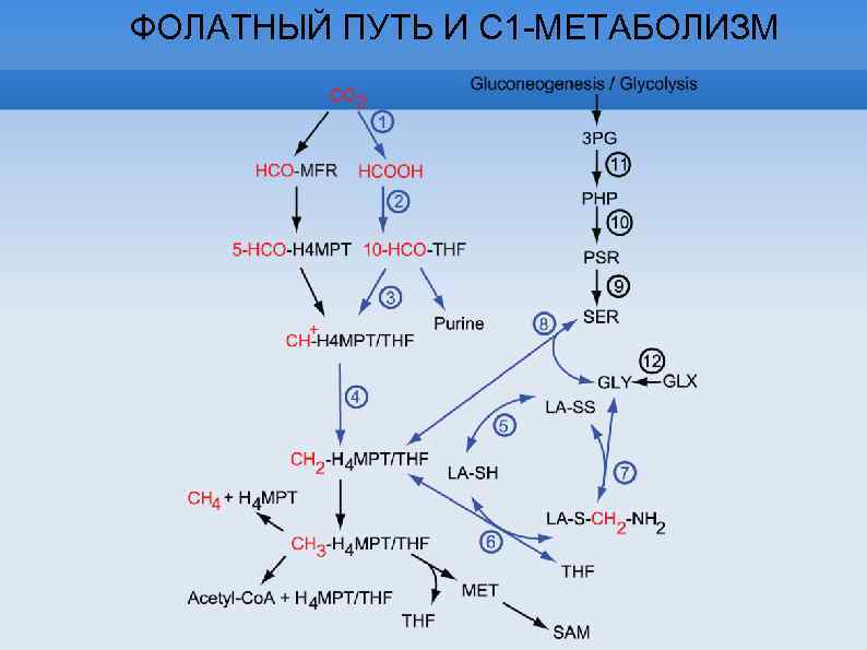 ФОЛАТНЫЙ ПУТЬ И С 1 -МЕТАБОЛИЗМ 