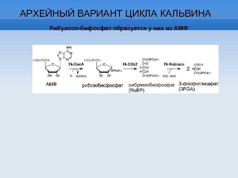АРХЕЙНЫЙ ВАРИАНТ ЦИКЛА КАЛЬВИНА Рибулозо-бифосфат образуется у них из АМФ 