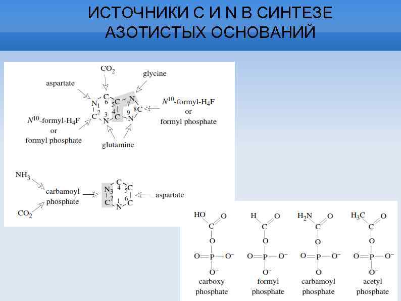 ИСТОЧНИКИ С И N В СИНТЕЗЕ АЗОТИСТЫХ ОСНОВАНИЙ 