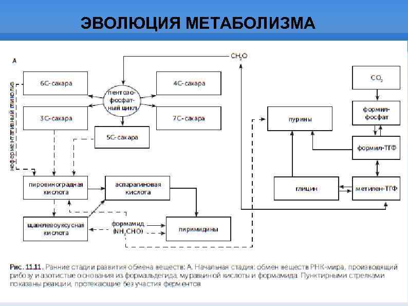 ЭВОЛЮЦИЯ МЕТАБОЛИЗМА 
