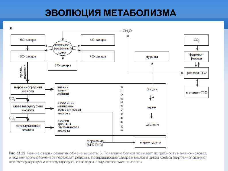 ЭВОЛЮЦИЯ МЕТАБОЛИЗМА 