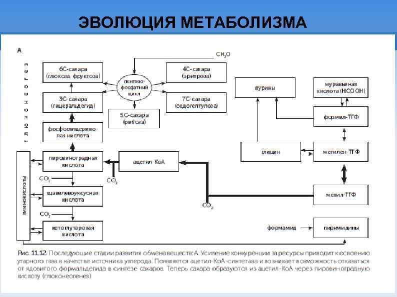 ЭВОЛЮЦИЯ МЕТАБОЛИЗМА 