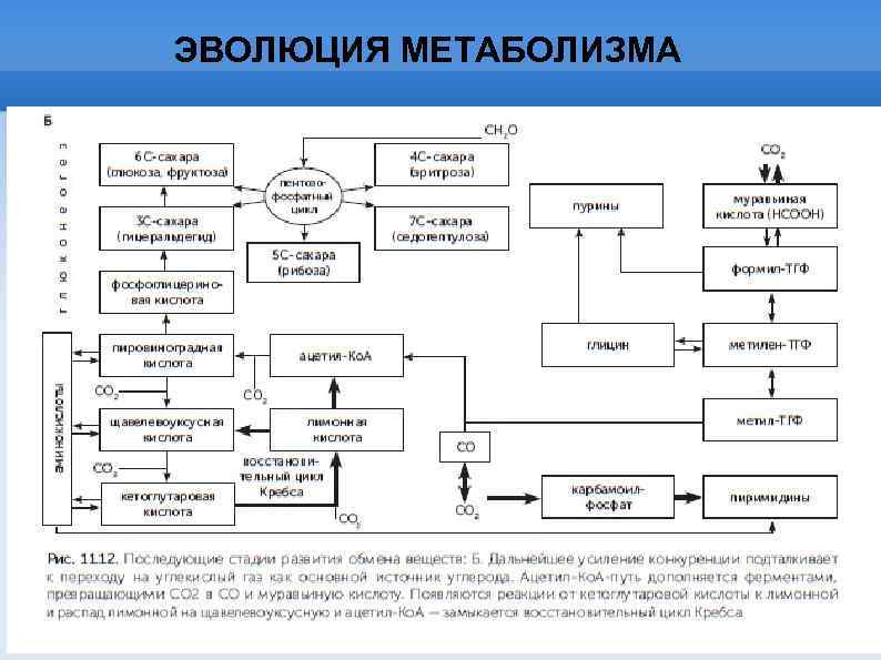 ЭВОЛЮЦИЯ МЕТАБОЛИЗМА 