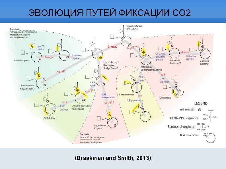 ЭВОЛЮЦИЯ ПУТЕЙ ФИКСАЦИИ СО 2 (Braakman and Smith, 2013) 