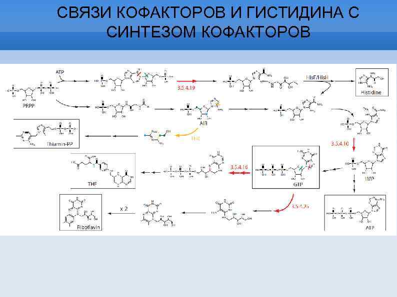 СВЯЗИ КОФАКТОРОВ И ГИСТИДИНА С СИНТЕЗОМ КОФАКТОРОВ 