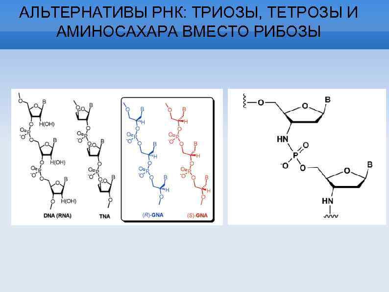 АЛЬТЕРНАТИВЫ РНК: ТРИОЗЫ, ТЕТРОЗЫ И АМИНОСАХАРА ВМЕСТО РИБОЗЫ 