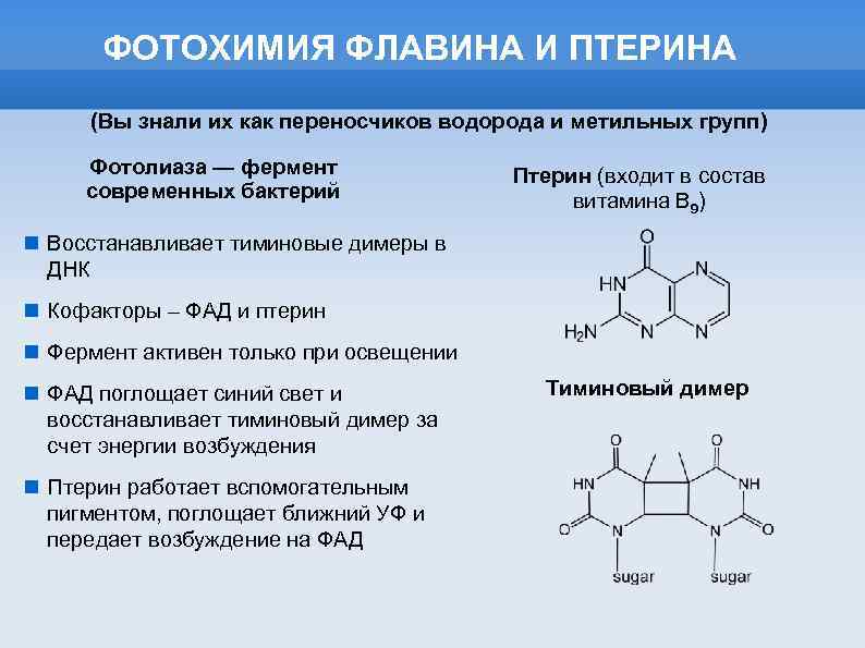 ФОТОХИМИЯ ФЛАВИНА И ПТЕРИНА (Вы знали их как переносчиков водорода и метильных групп) Фотолиаза