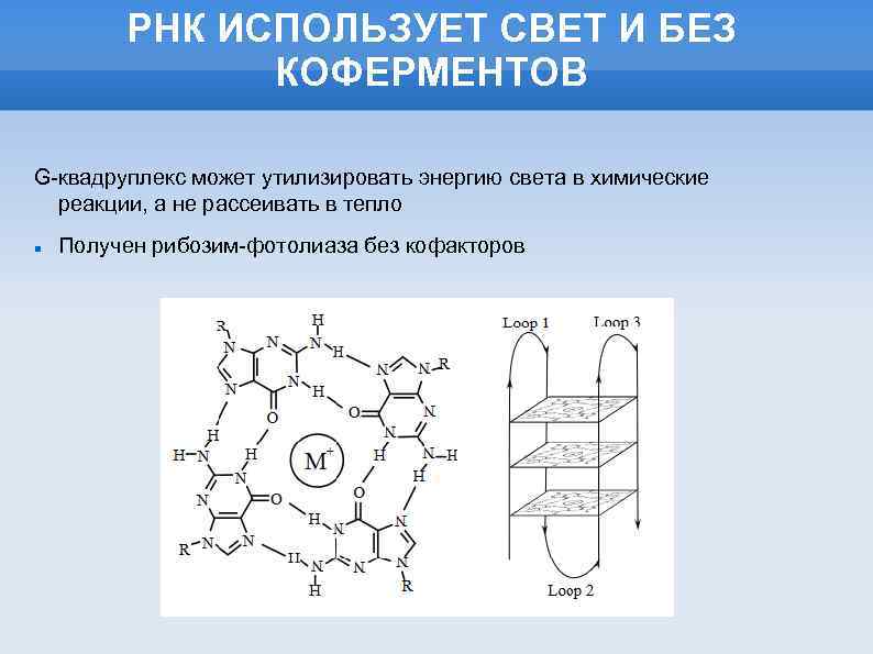 РНК ИСПОЛЬЗУЕТ СВЕТ И БЕЗ КОФЕРМЕНТОВ G-квадруплекс может утилизировать энергию света в химические реакции,