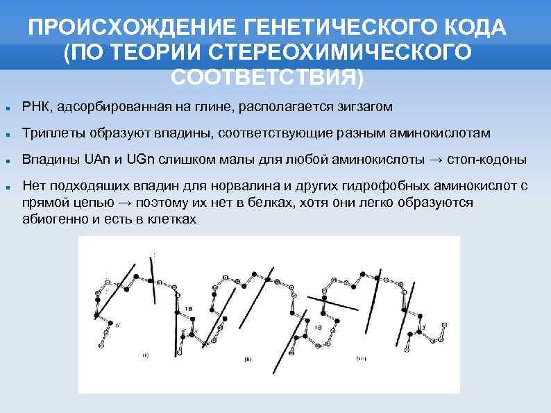 ПРОИСХОЖДЕНИЕ ГЕНЕТИЧЕСКОГО КОДА (ПО ТЕОРИИ СТЕРЕОХИМИЧЕСКОГО СООТВЕТСТВИЯ) РНК, адсорбированная на глине, располагается зигзагом Триплеты