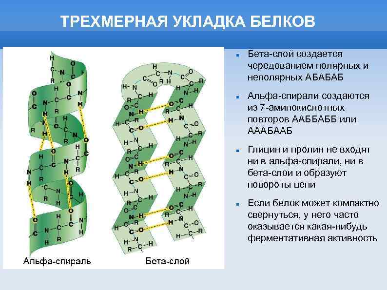 ТРЕХМЕРНАЯ УКЛАДКА БЕЛКОВ Бета-слой создается чередованием полярных и неполярных АБАБАБ Альфа-спирали создаются из 7