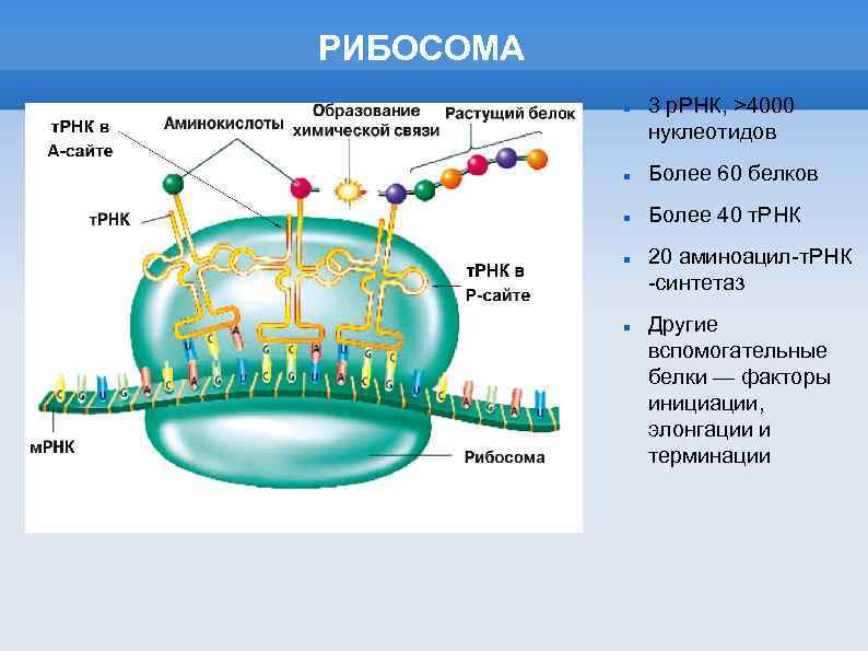 РИБОСОМА 3 р. РНК, >4000 нуклеотидов Более 60 белков Более 40 т. РНК 20