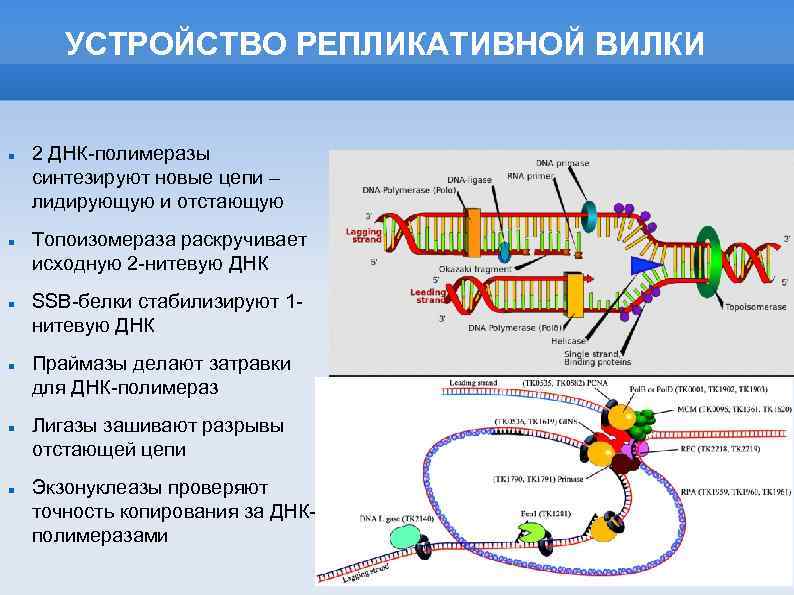 УСТРОЙСТВО РЕПЛИКАТИВНОЙ ВИЛКИ 2 ДНК-полимеразы синтезируют новые цепи – лидирующую и отстающую Топоизомераза раскручивает