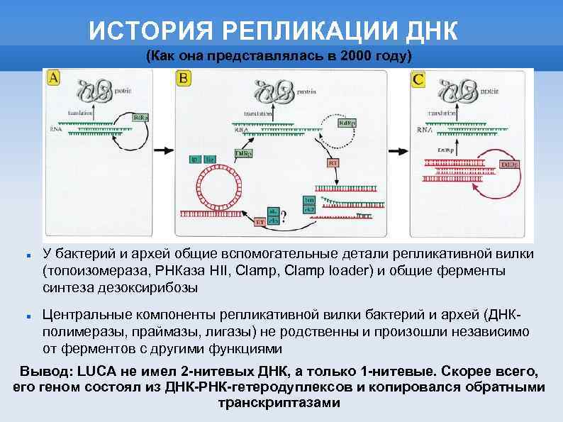 ИСТОРИЯ РЕПЛИКАЦИИ ДНК (Как она представлялась в 2000 году) У бактерий и архей общие