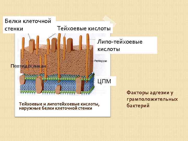 Белки клеточной Тейхоевые кислоты стенки Липо-тейхоевые кислоты Пептидогликан ЦПМ Тейхоевые и липотейхоевые кислоты, наружные