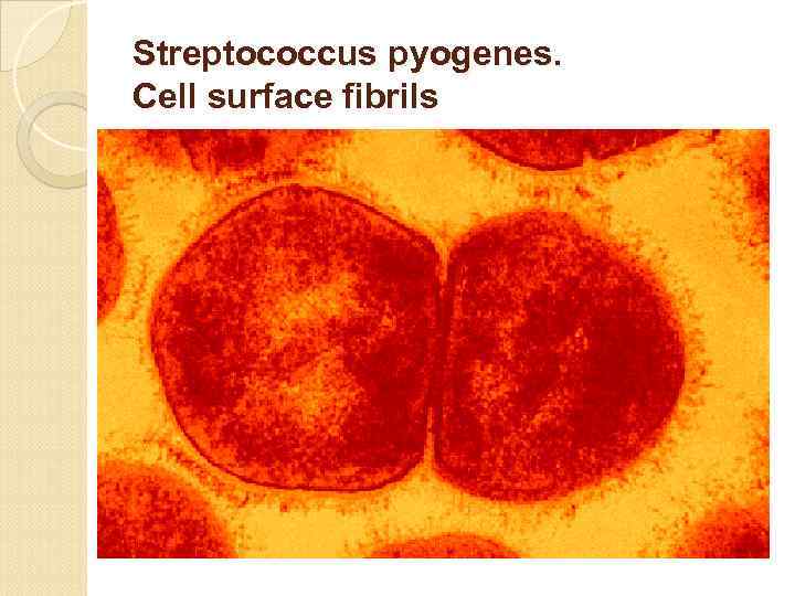 Streptococcus pyogenes. Cell surface fibrils 