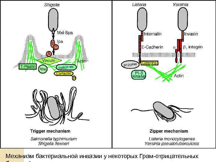 Механизм бактериальной инвазии у некоторых Грам-отрицательных 